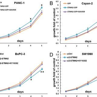 Stmn Promoted Cell Proliferation In Vitro Mediated By Wnt Catenin