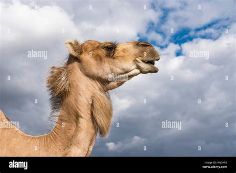 Mature Camel Hi Res Stock Photography And Images Alamy