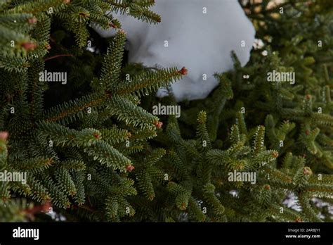 Bosque De Abeto Pinsapo Con Nieve Rocas Y Sol Brillante En Sierra De