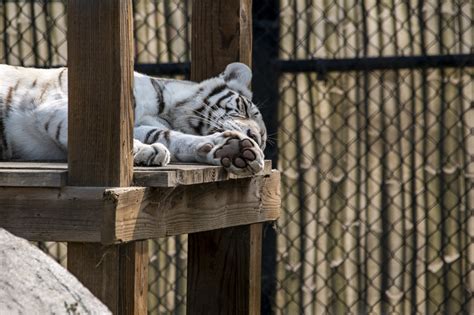 White Tiger Free Stock Photo Public Domain Pictures