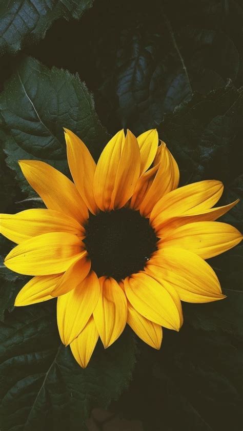 Gira Sol Sunflower Wallpaper Wallpaper Nature Flowers Flower Iphone