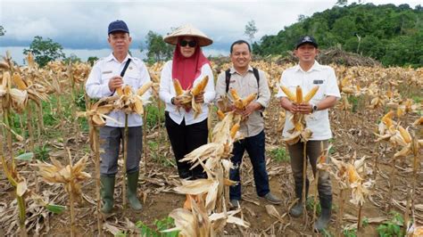 Panen Perdana Jagung Hibrida Dan Penandatanganan Kerjasama Pembuatan