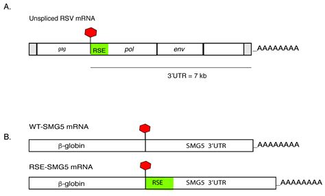 Viruses Free Full Text Rous Sarcoma Virus Rna Stability Element