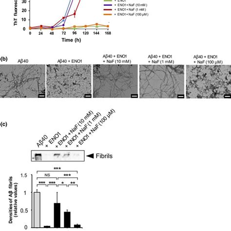 Reversal Of The Inhibitory Effects Of Eno On A Fibril Formation By