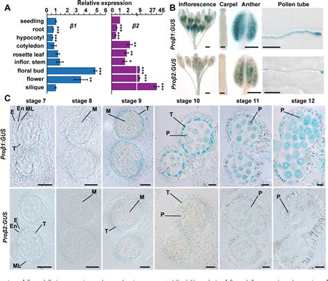 Figure 2 from AP1 2β mediated exocytosis of tapetum specific