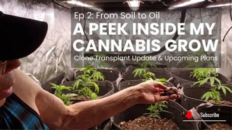 From Soil To Oil Ep 2 A Peek Inside My Cannabis Grow Clone