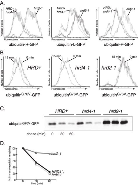 Degradation Of Several Cytosolic Proteins Requires The 26s Proteasome Download Scientific