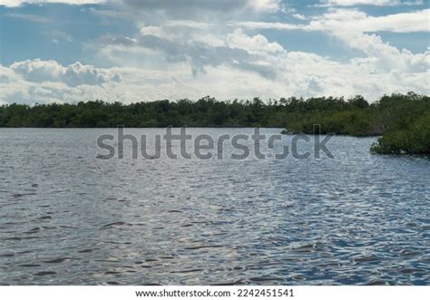 Mangrove Biome Often Called Mangrove Forest Stock Photo 2242451541 ...