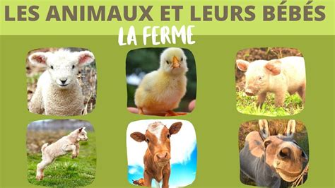 Les Animaux De La Ferme Et Leurs B B S Youtube