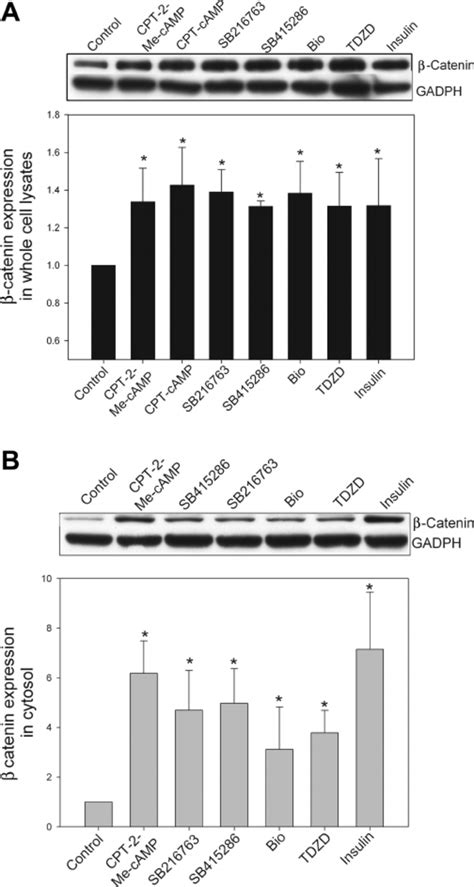 Camp Gef Activation And Gsk Inhibition Increase Catenin Levels In