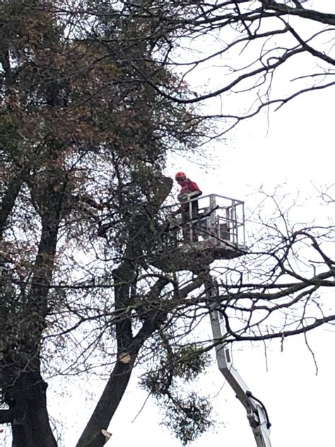 schöne alte Linde ist gefällt Vlatten