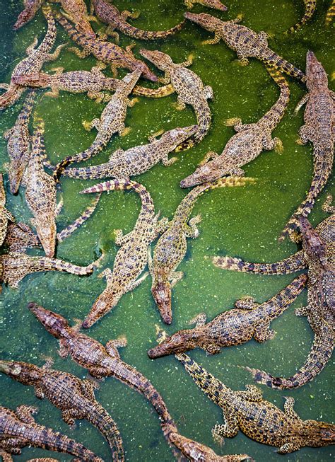 Cuban Crocodiles Cienaga De Zapata Np Cuba Captive Photograph By