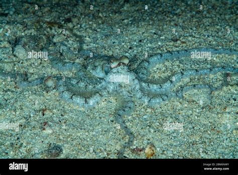 Octopus On Night Dive Hi Res Stock Photography And Images Alamy