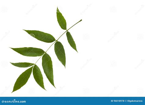 Green Ash Tree Leaves Isolated on White Background Stock Photo - Image ...