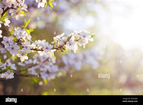 Sour Cherry Prunus Cerasus Blossom At Spring Stock Photo Alamy