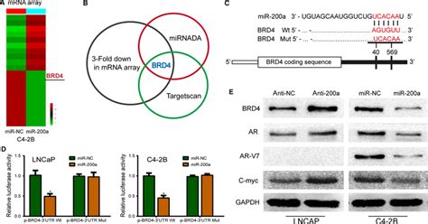 Bromodomain Containing Protein Brd Is A Direct Target Of Mir A