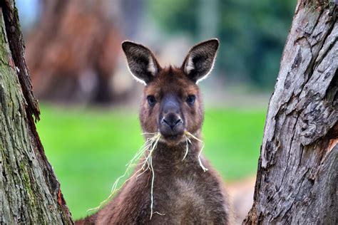 Ballarat Wildlife Park Tickets | Experience Wonders Of Wildlife