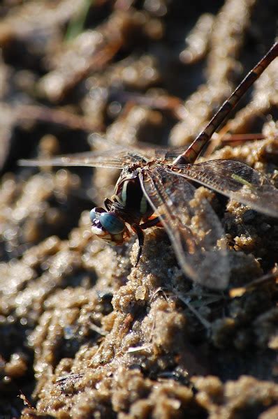 Russet Tipped Clubtail Project Noah