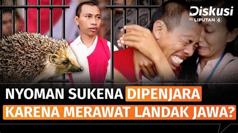 Gara Gara Pelihara Landak Terancam Penjara 5 Tahun Emang Gimana