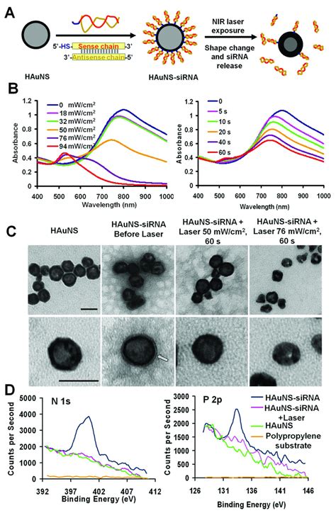 Photothermal Induced Sirna Release A Scheme For Bioconjugation Of Download Scientific