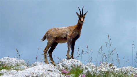 Parco Nazionale Della Majella Trekking E Natura In Abruzzo Scuola Di