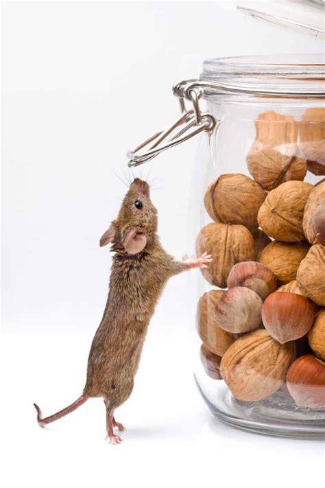 Scents That Squirrels Hate And How To Use Them Pest Pointers