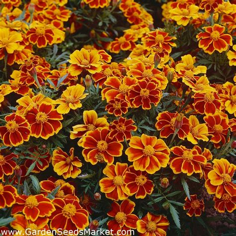 Marigold Red Marietta seeds - Tagetes patula nana - 350 seeds – Garden ...