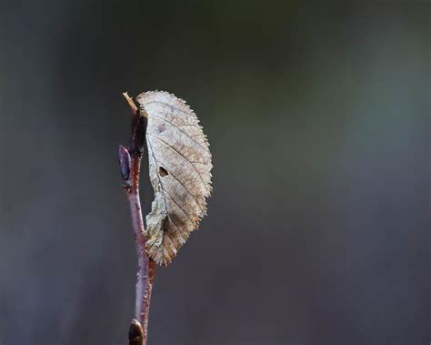 stock photo  dead leaf   images   illustrations