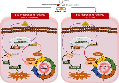 Schematic Representation Of The Possible Underlying Mechanism Of AGA