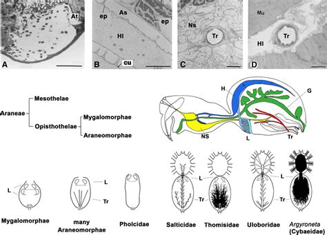 Araneae Anatomy