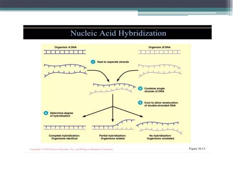 Nucleic Acid Hybridization Ppt