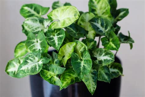 10 Toxic Houseplants That Are Dangerous For Children And Pets Dengarden