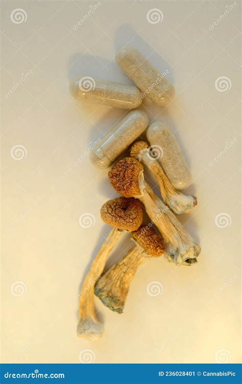 Micro Dosing Dry Psilocybe Cubensis Psychedelic Microdosing Medicines