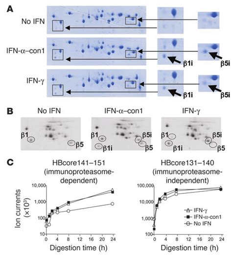 Type I Ifn Induced Immunoproteasomes Exhibit The Typical Structure And