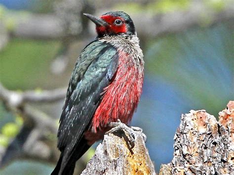 Types Of Woodpeckers Birders Should Know