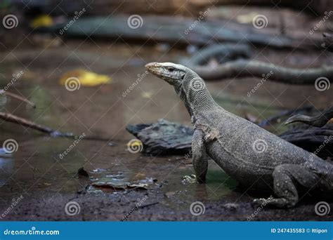 Bengal Monitor Lizard Varanus Bengalensis Or Common Indian Monitor