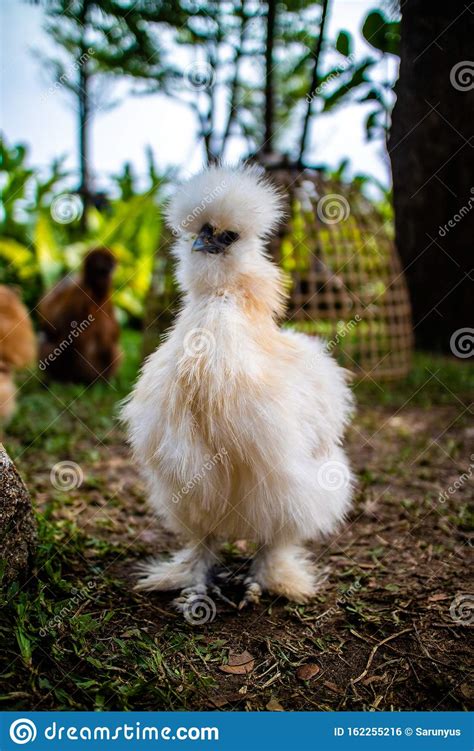 Pollo Silkie Blanco Caminando Por El Patio Foto De Archivo Imagen De