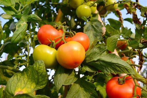 8 Types Of Tomatoes Longtime Gardeners Recommend Growing