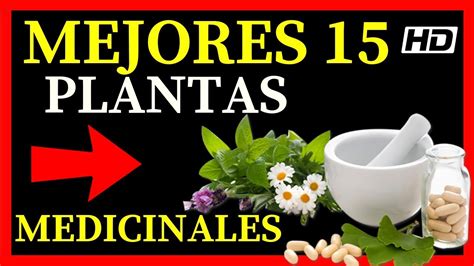 Lista De 15 Plantas Medicinales 💚 De Las Mejores Que Existen Y Sus Usos💚 Youtube