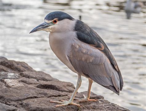 15 Birds With Long Legs (With Pictures) - Animal Hype