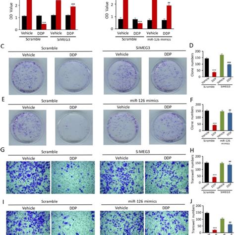 Lnc Meg Silencing And Mirna Mimics Are Beneficial To The