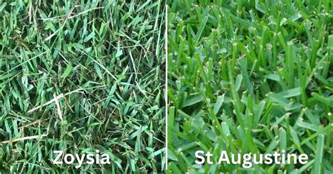 Zoysia Vs St Augustine Grass Sodscapes Texas