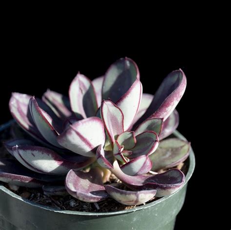 Echeveria Maruba Benitsukasa