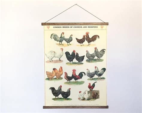 A4 Laminated Posters Breeds Of Poultry 2 Different Posters Etsy