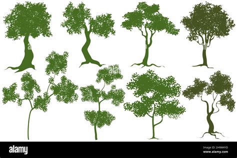 vector trees isolated on white background Stock Vector Image & Art - Alamy