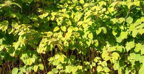 Buying A House With Japanese Knotweed A Guide