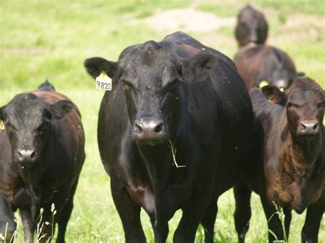 Common Beef Cattle Breeds