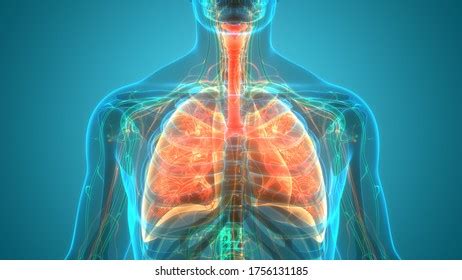 Human Respiratory System Lungs Circulatory System Stock Illustration ...