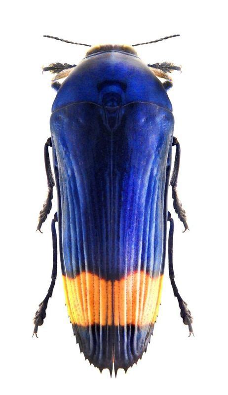 Conognatha Amoena Buprestidae Brésil En 2022 Beaux Insectes