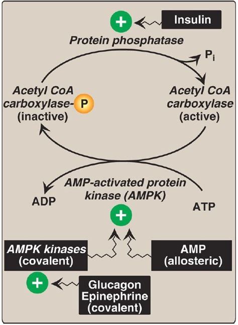 Fatty Acid Synthesis Acetyl Coa Carboxylation To Malonyl Coa